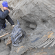 Illustration for article titled A Mysterious Mammoth Carcass Could Change Human History